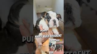 Mini Bulldog Puppies in DaBestBulls fashion = quality, healthy, good tempered, well structured pups