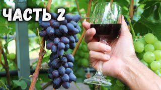 🍷  Приготовление домашнего вина  из винограда 