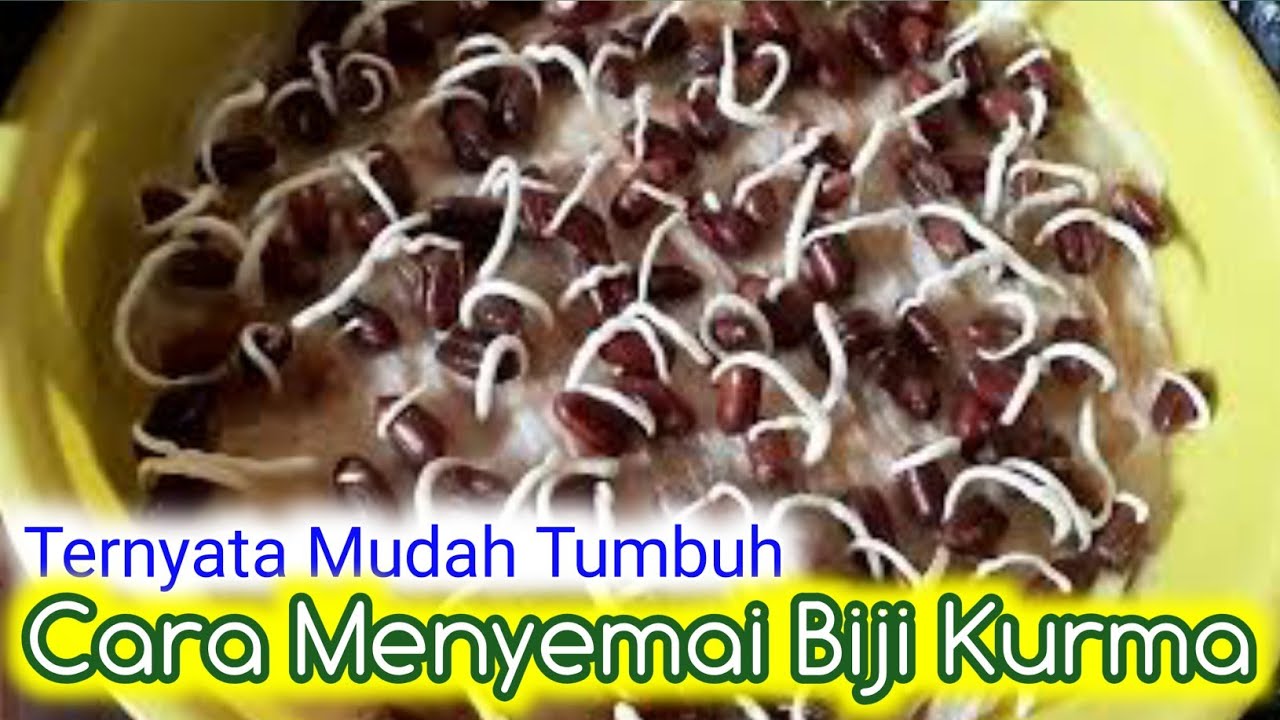 Cara Menyemai Biji Kurma Agar Mudah Tumbuh