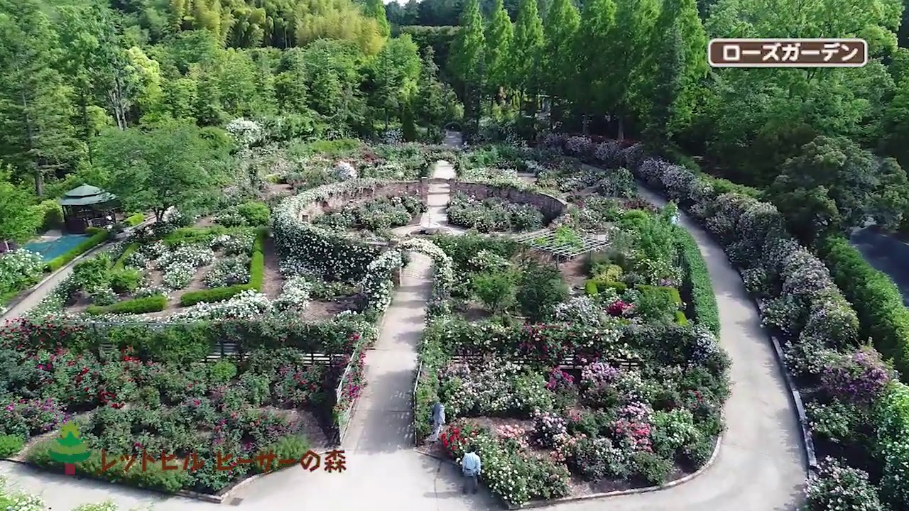 レッドヒル ヒーサーの森 ローズガーデン_おうちで散歩（2020年）