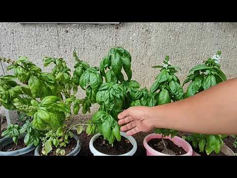 Video: Genovese Basil Uses – Paano Palaguin ang Genovese Basil Plants Sa Herb Garden