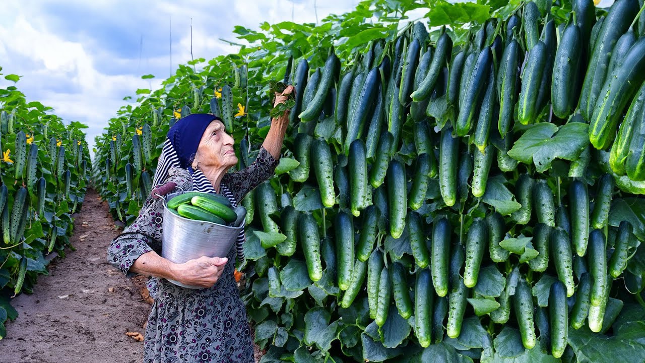 Сбор огурцов | Приготовление солений и рецепт курицы с лимоном