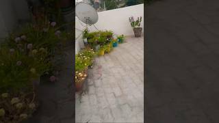so beautiful terrace garden#terracegardenindia #kitchengarden # unique farming