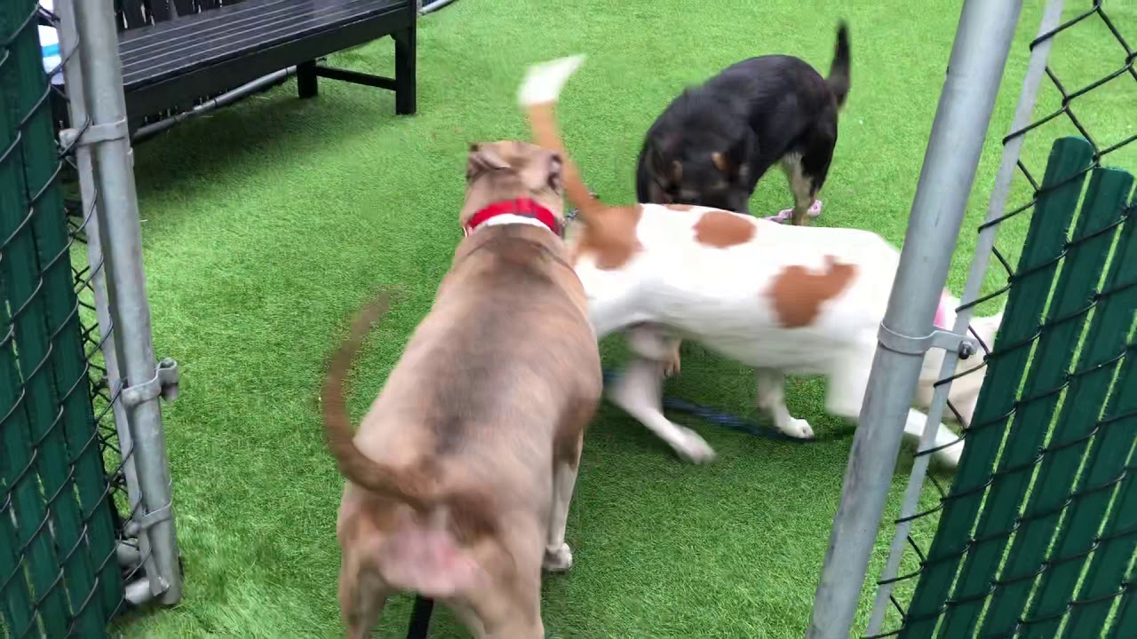 camera iphone 8 plus apk King Tritan 45133, Iris 61251 and Venus 61084 NYCACC