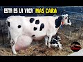 ESTA ES LA VACA MAS CARA DEL MUNDO – La vaca mas lechera del mundo – Vacas caras