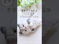 猫毛でうちの猫を作ってみた#羊毛フェルト #猫#ねこのいる生活
