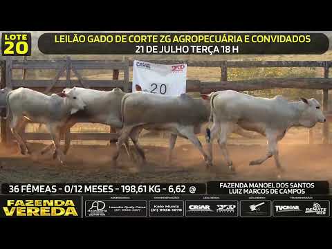 Lote 20 - 36 FÊMEAS - 0/12 M - 198,61 Kg - 6,62 @
