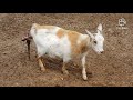 WARNING! Goat giving Birth!