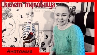 Скелет туловища. Позвоночник, грудная клетка. Урок биологии №58. Скелет туловища. Позвоночник, грудная клетка. Урок биологии №58.
