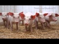 Screaming Piglets - Ringtone Mp3