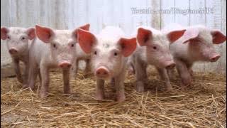 Screaming Piglets - Ringtone Mp3