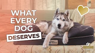 The BEST Dog Bed for ALL BREEDS & AGES | Next Level COMFORT
