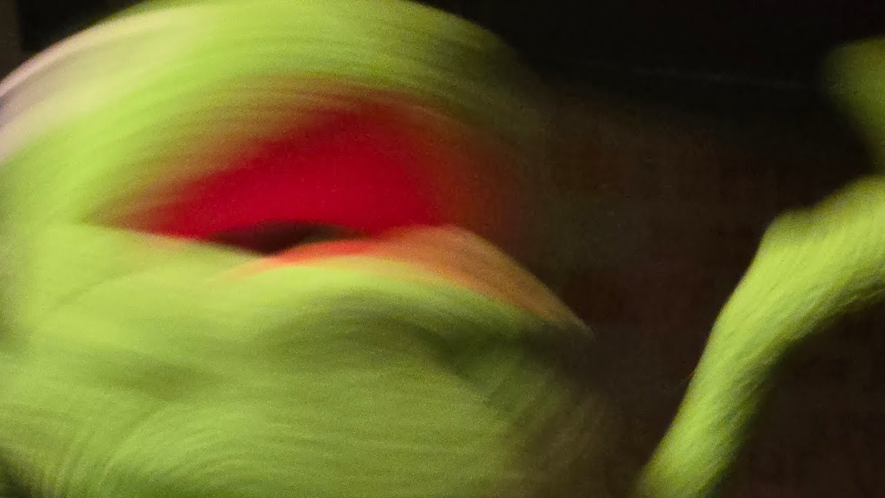 Vol. 34, Strumpet-Induced Aneurysm (Side 1)