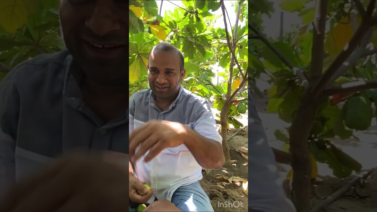 صنف لوز نادر (العملاق) مزرعة حسين