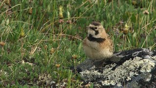 Horned Lark