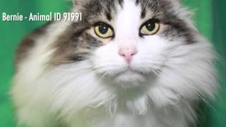 North Melbourne Cat Adoptions