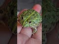 개구리 🐸 Frog #snake #reptiles