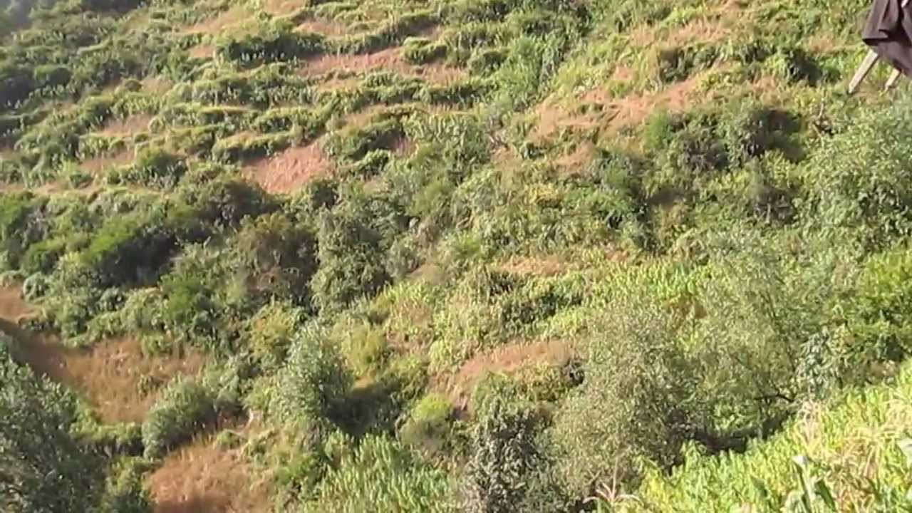 Ganja plantation in INDIA