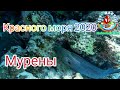 Мурены Красного моря2020