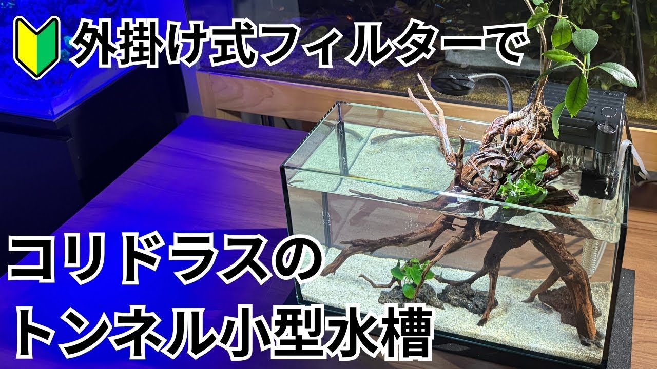 【コリドラスの小型水槽】流木とエアレーションが奏でる