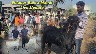 Big Goats One Place Solapur Bakra Mandi Goat Market Solapur Live Update 9122025.