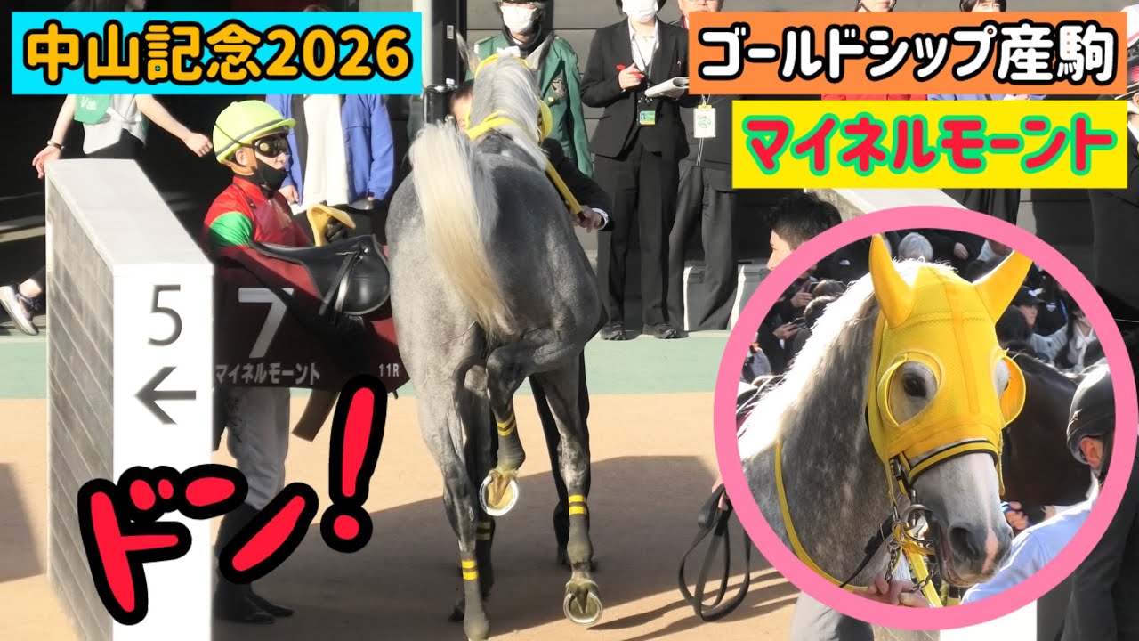【中山記念2026】負けて悔しい！装鞍所で怒りのキックが爆発したマイネルモーント【ゴールドシップ産駒】