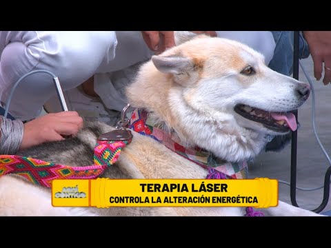 Video: 8 cosas que no sabías sobre la terapia con láser canino