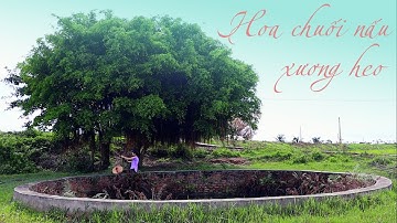 Một Buổi Tát Nước Ngoài Đồng Và Món Hoa Chuối Nấu Xương Heo | Banana Flower Stewed With Pig Bones