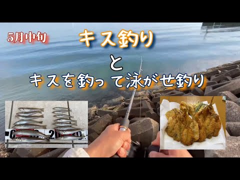 【キス釣り】【キスの泳がせ釣り】キスが簡単に釣れるからキスを泳がせて大物狙う‼️