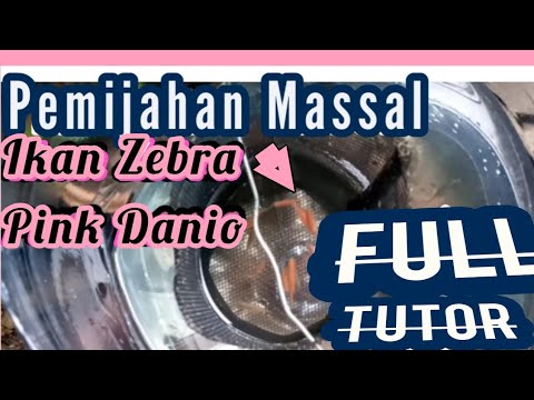 Cara Ternak Ikan Pink Danio Secara Massal | Pemula Langsung Pinter