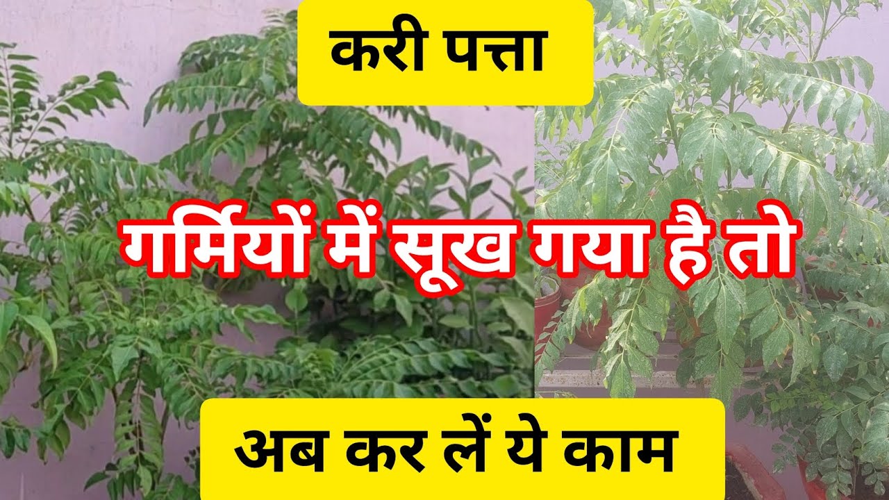 how-to-revive-a-dying-curry-leaf-plant