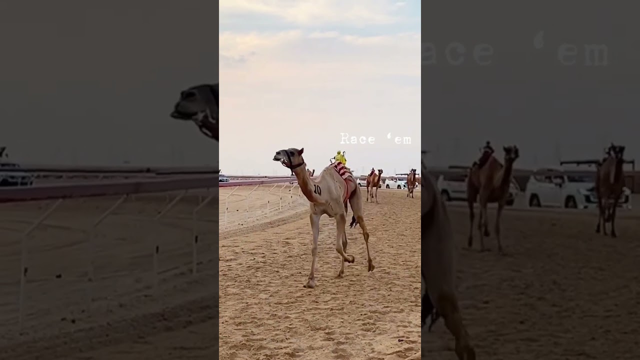 Camel race scenes 🐪🐪🐪 