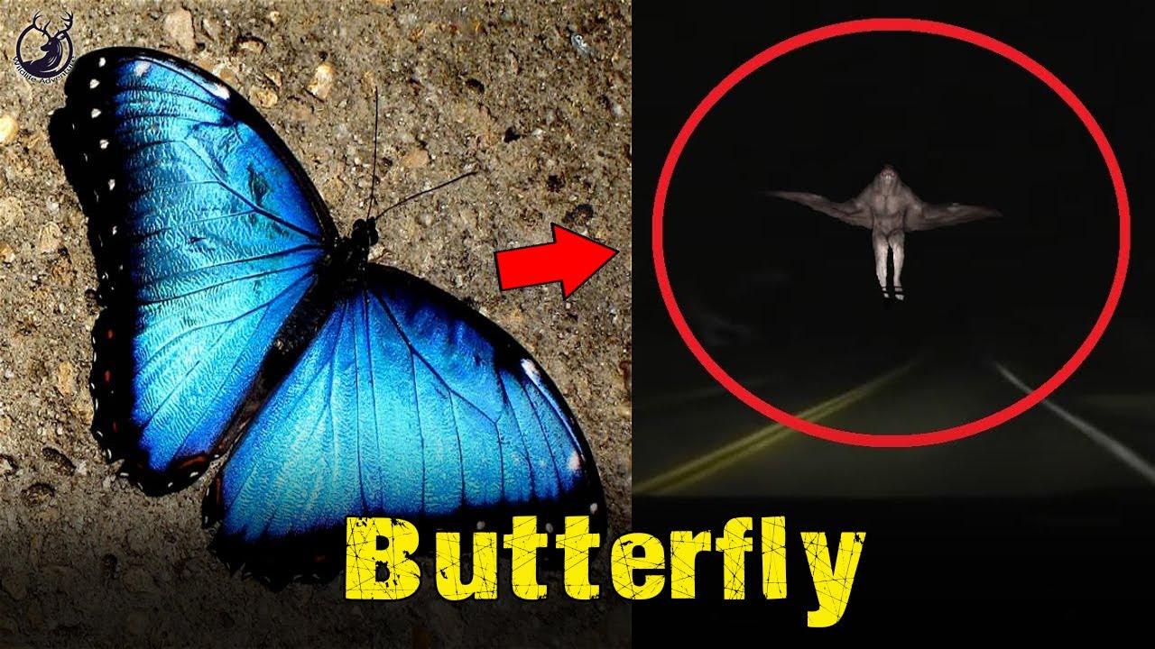8 Thrilling and terrifying mysteries of hidden butterflies, consider