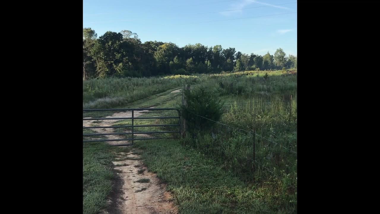 How to Plant Food Plots for Rabbits YouTube