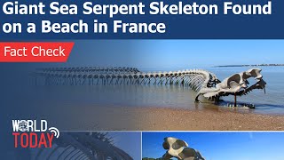 GIANT SNAKE SKELETON IN THE SEA OF FRANCE #Shorts 