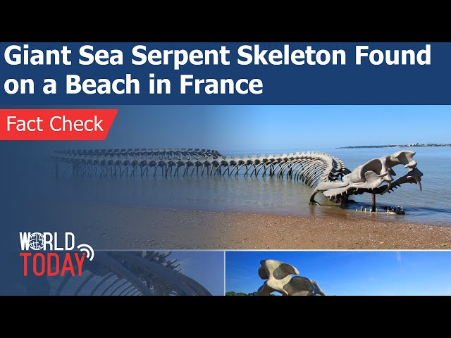 GIANT SNAKE SKELETON IN THE SEA OF FRANCE #Shorts 