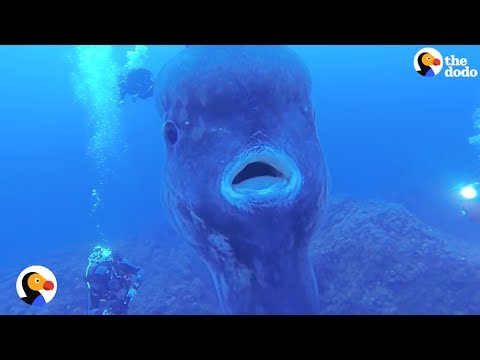 Ocean Sunfish Look Like GIANT Floating Heads | The Dodo Ocean Sunfish Look Like GIANT Floating Heads | The Dodo