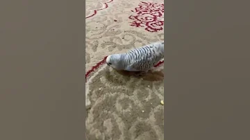 احلي لايف للعصفور الهربان عصفور 