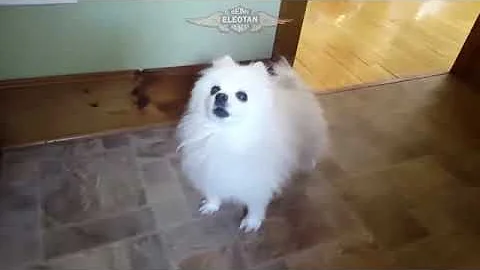 Perro cantando Free Gire