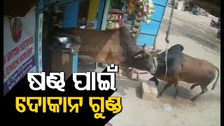 Watch - Bull Fight In Bhubaneswar Ransacks Grocery Shop