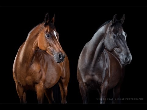 Video: Bliver heste opstaldet?