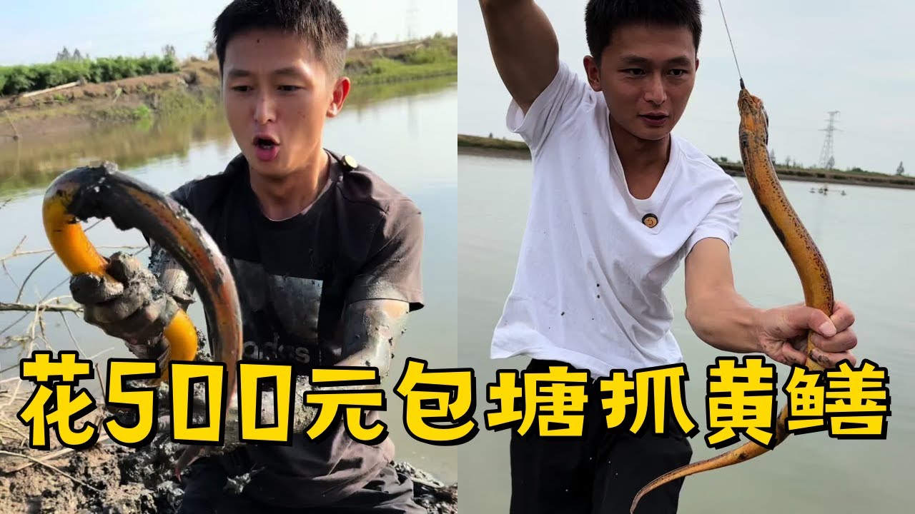 水猴子花500包塘抓黄鳝，全是拳头那么大的洞，逮几条就妥妥上岸！
