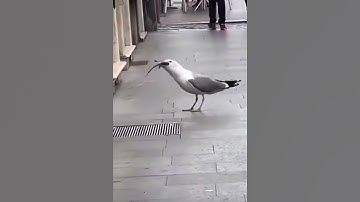 Stan Twitter: Seagull swallowing an entire rat while Cupcakke says GULP GULP GULP GULP! 🍴🐀