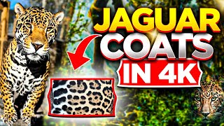 STUNNING JAGUAR COATS