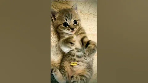 Video 11500141: baby cat cutekitten, cats babies adorable, adorable kitten, cute kitten, funny cat