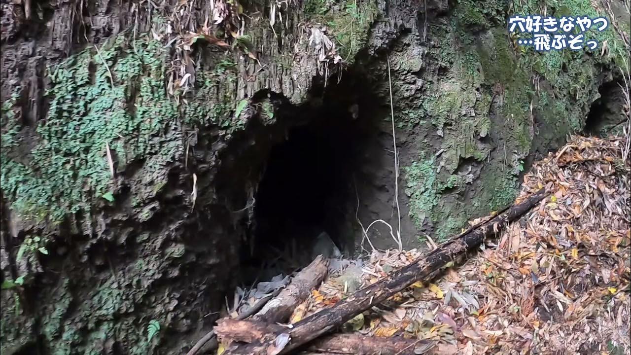 日田城〘戦国・江戸・幕末の史跡全制覇〙 YouTube