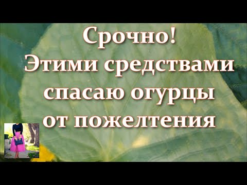 Видео: Защо се появяват жълти петна по листата на краставица?