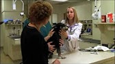 Dog Teeth Cleaning The EASY Way - YouTube