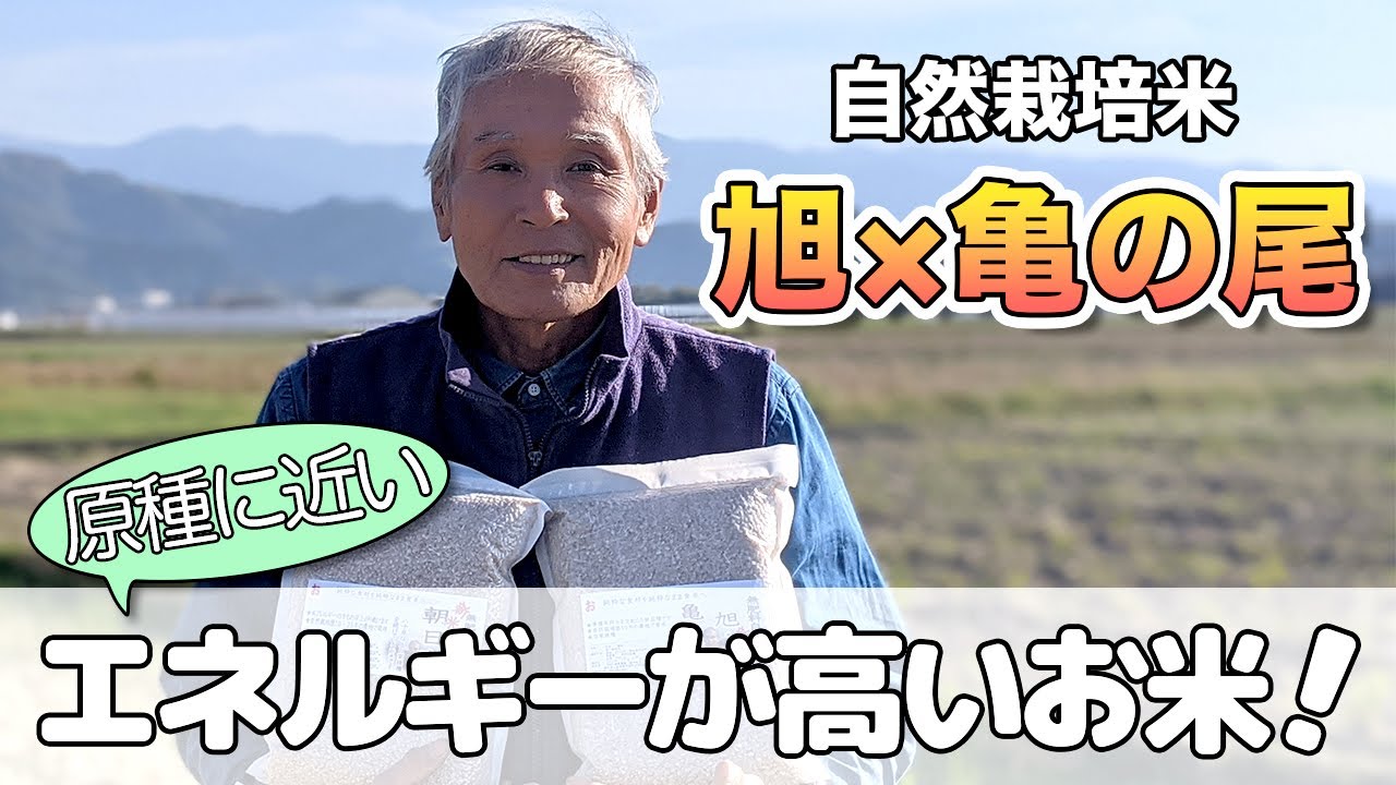 自然栽培】なぜ「旭×亀の尾」の栽培に挑戦したのか？｜熊本県甲佐町 