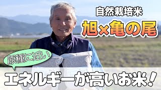 【自然栽培】なぜ「旭×亀の尾」の栽培に挑戦したのか？｜熊本県甲佐町｜緒方弘文（自然栽培米専門店ナチュラルスタイル）